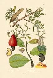 Gommier du Sénégal